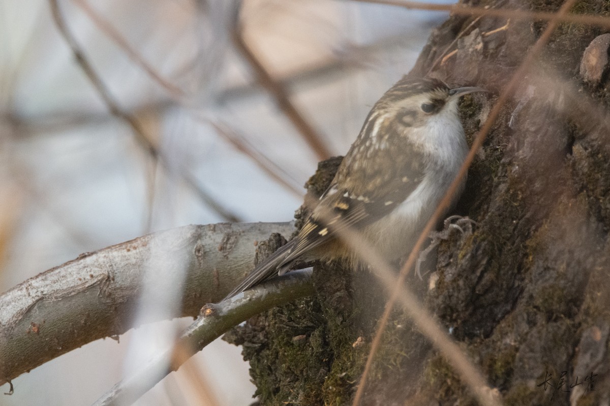 Hodgson's Treecreeper - ML647671636