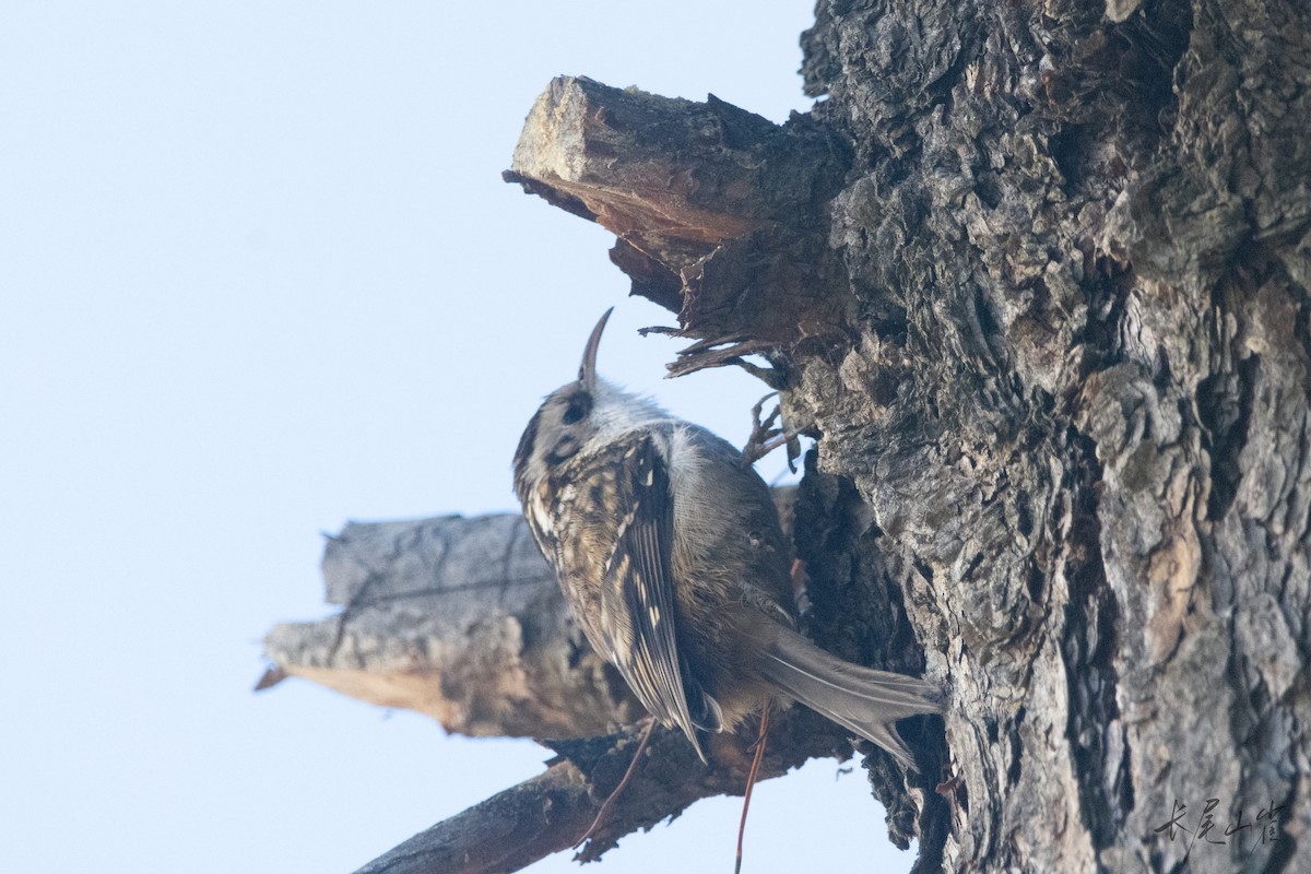 Hodgson's Treecreeper - ML647671637