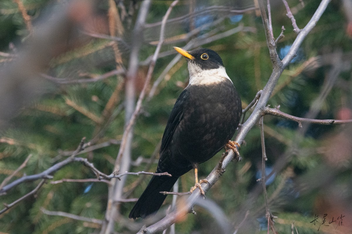 White-collared Blackbird - ML647671638