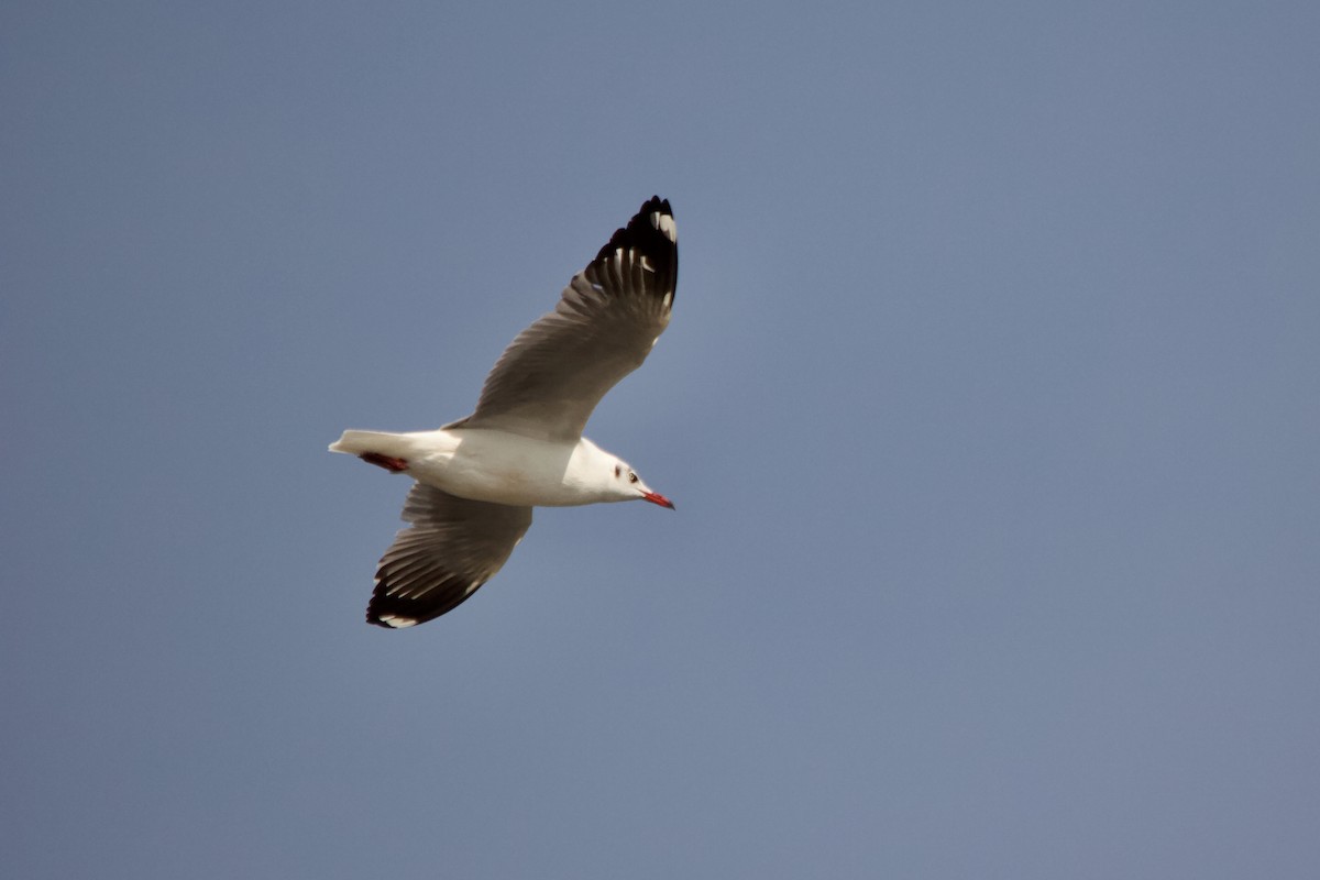 Brown-headed Gull - ML647671641