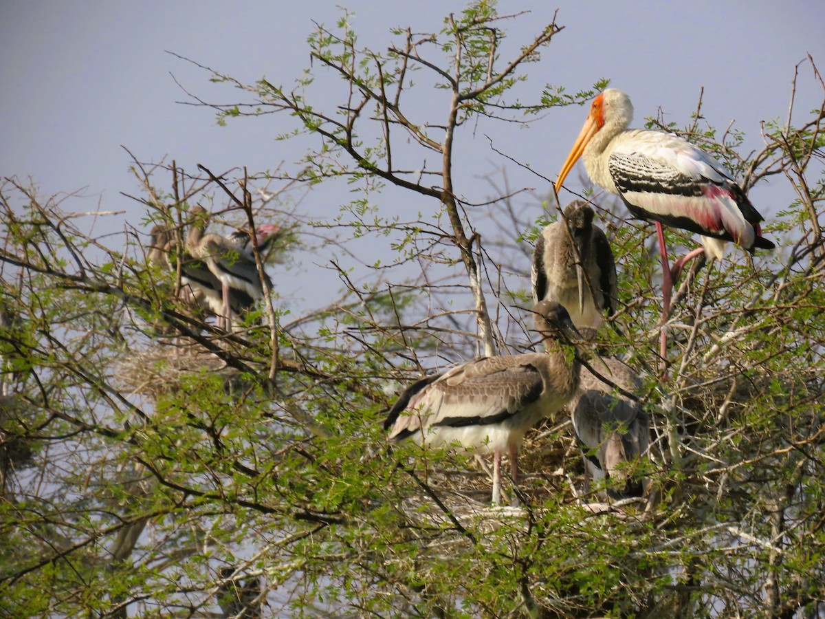 Painted Stork - ML647671642