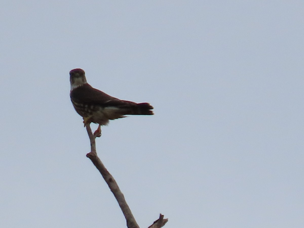 Merlin - ML647671646