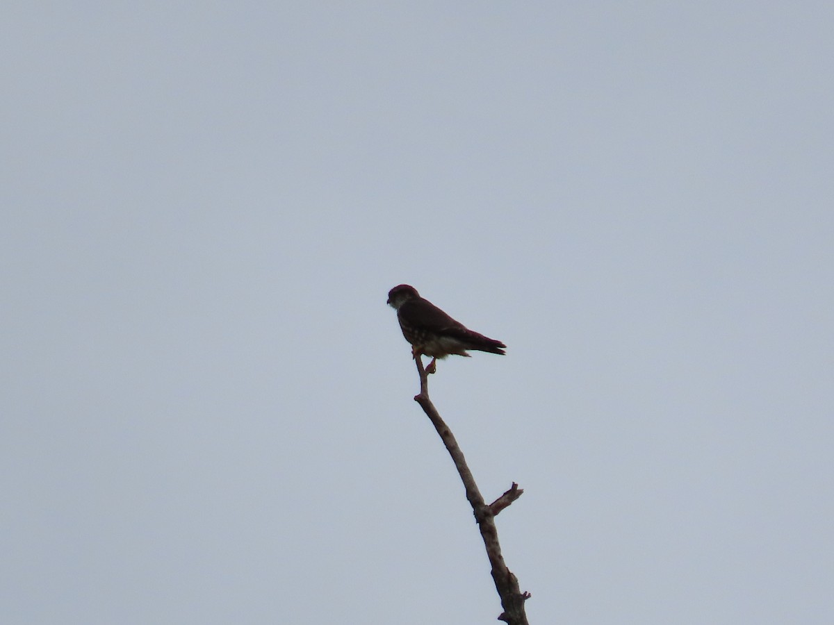 Merlin - ML647671647