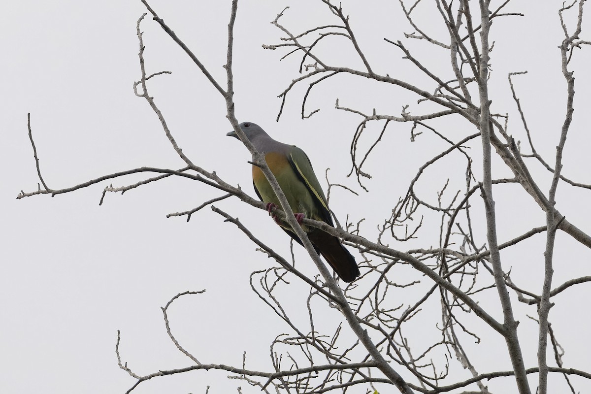 Pink-necked Green-Pigeon - ML647671648