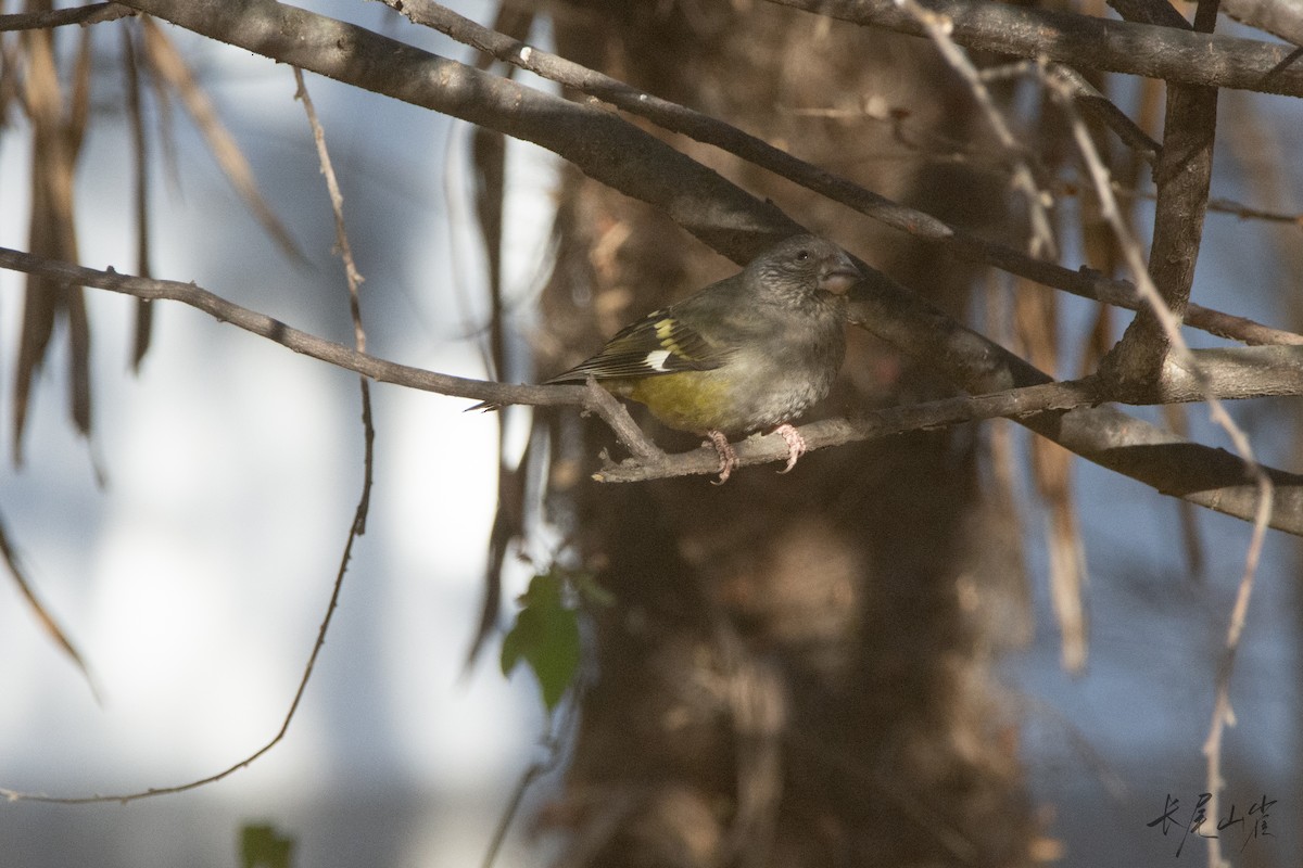 White-winged Grosbeak - ML647671649