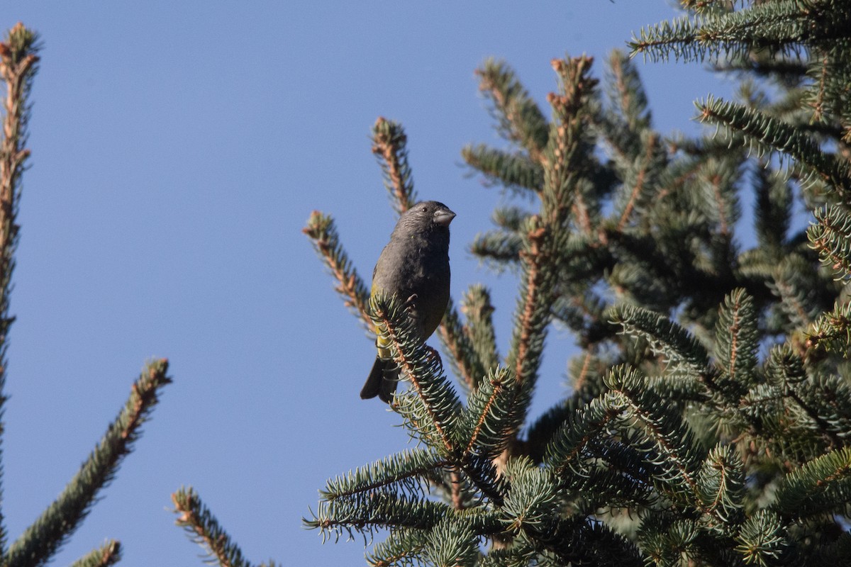 White-winged Grosbeak - ML647671650
