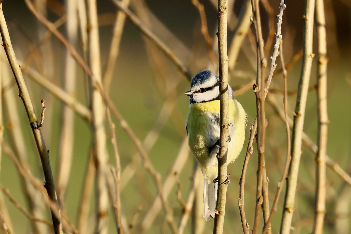 Eurasian Blue Tit - ML647671652