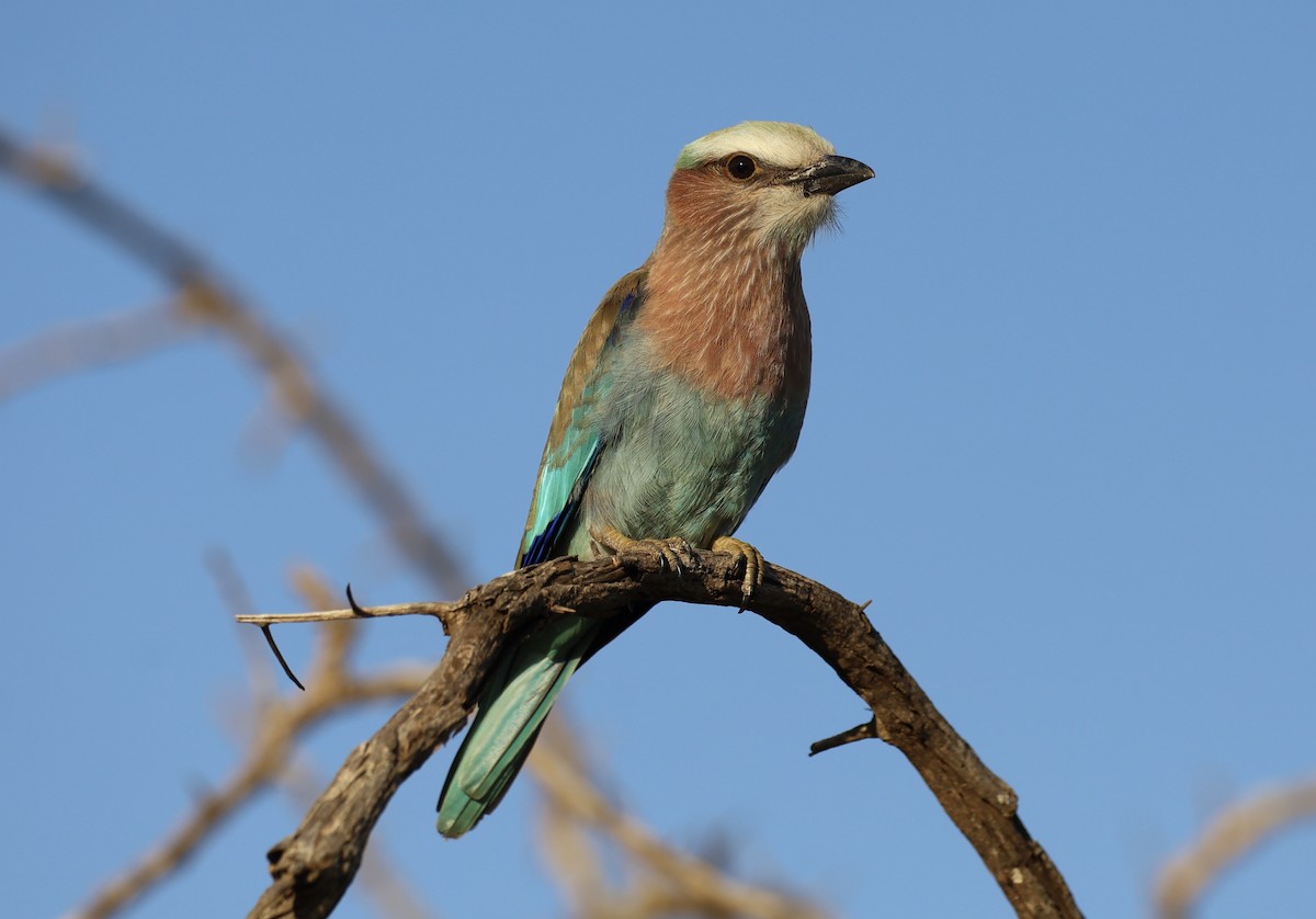 European Bee-eater - ML647671653