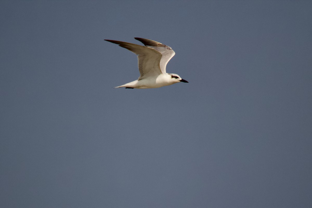 Gull-billed Tern - ML647671655