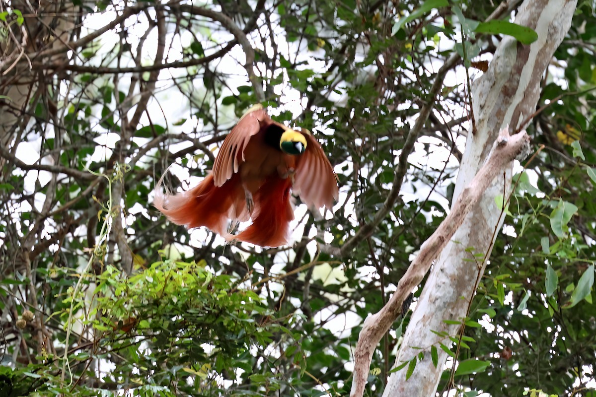 Raggiana Bird-of-Paradise - ML647671656