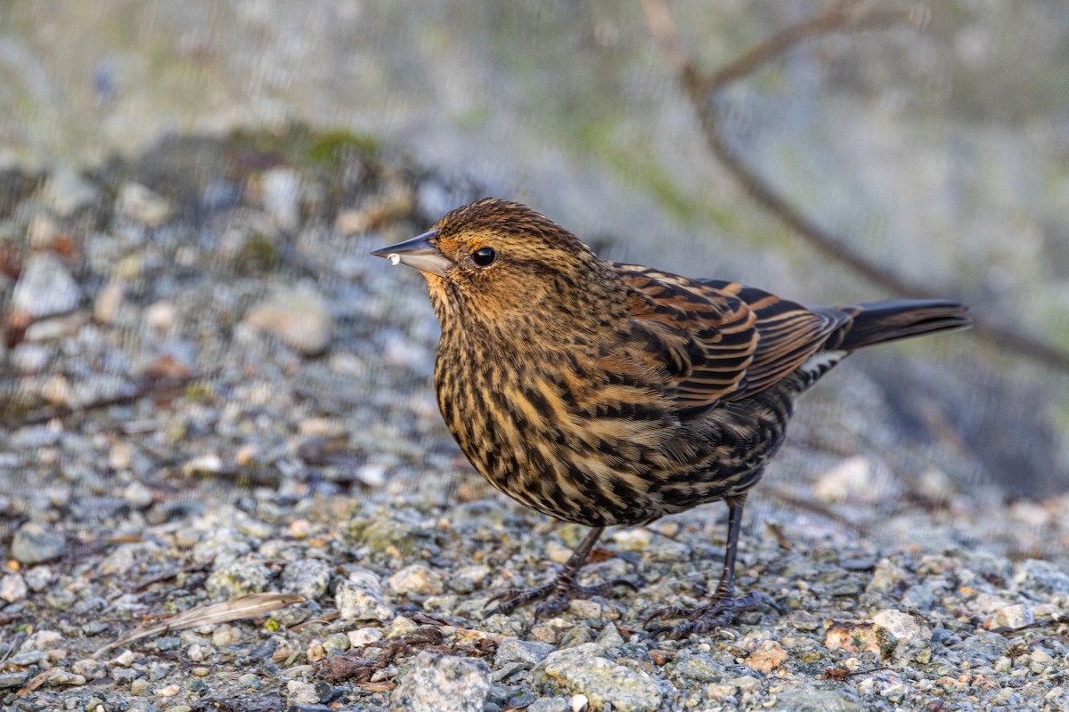 Red-winged Blackbird - ML647671659