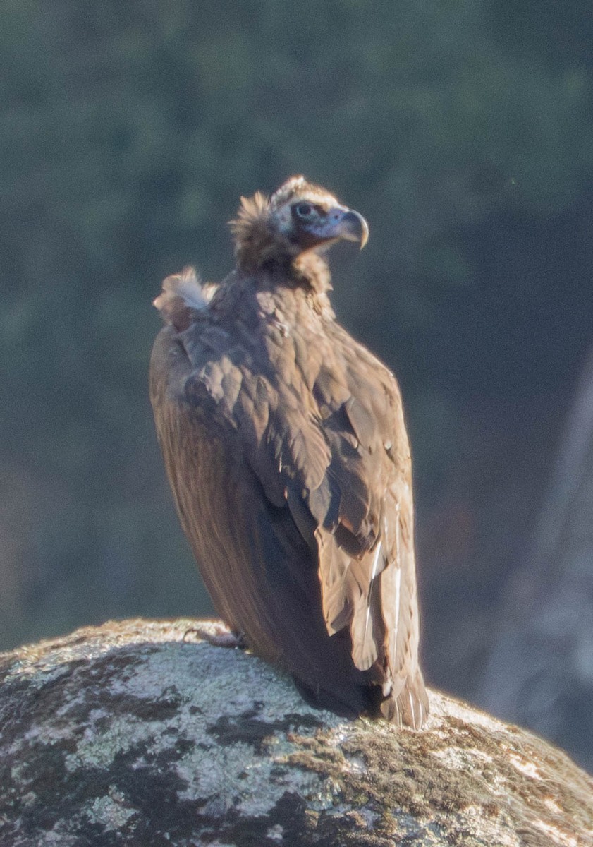 Buitre Negro - ML647671667