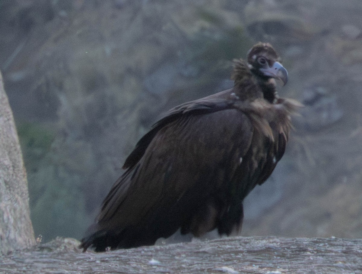 Buitre Negro - ML647671668