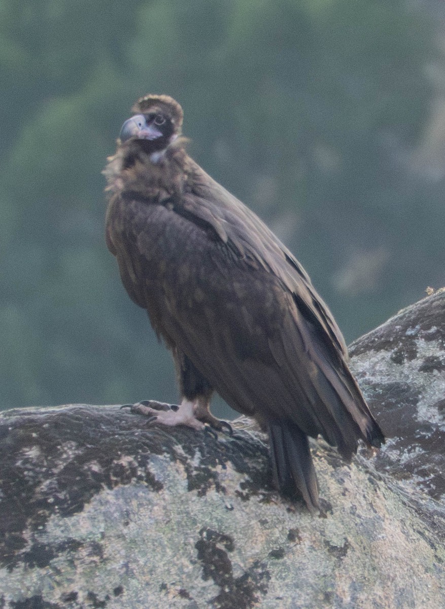 Buitre Negro - ML647671670