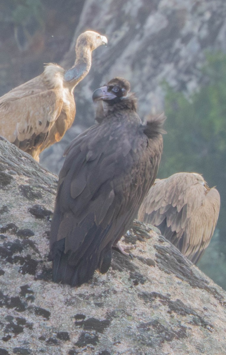 Buitre Negro - ML647671671