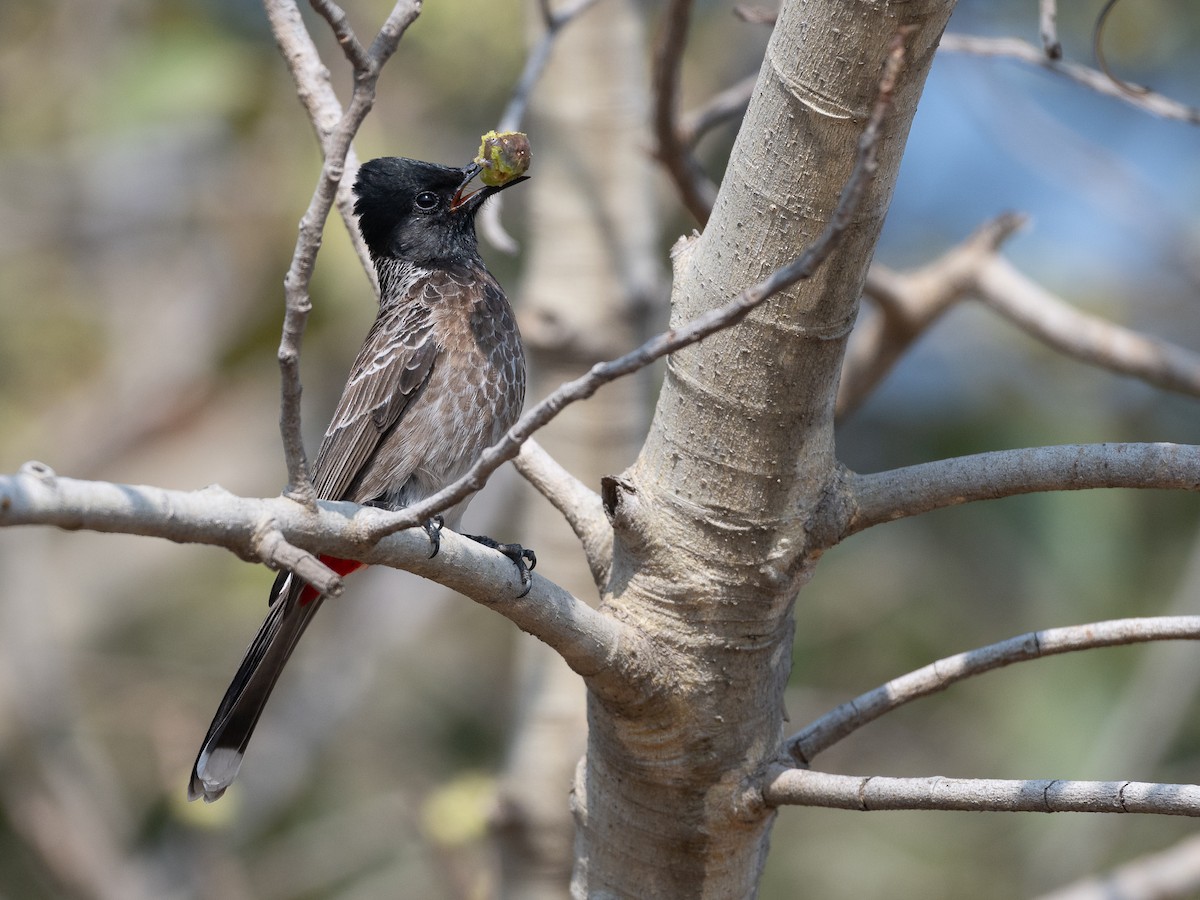 シリアカヒヨドリ - ML647671682