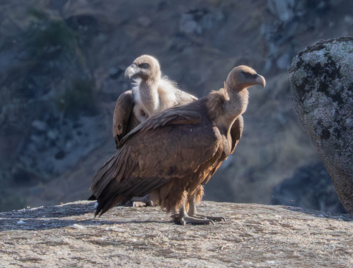 シロエリハゲワシ - ML647671683