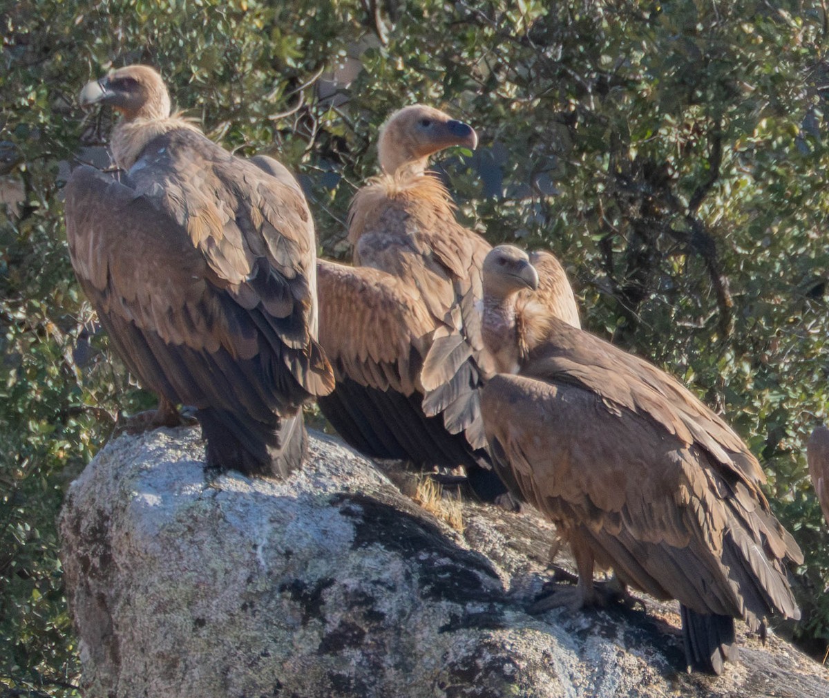 シロエリハゲワシ - ML647671684