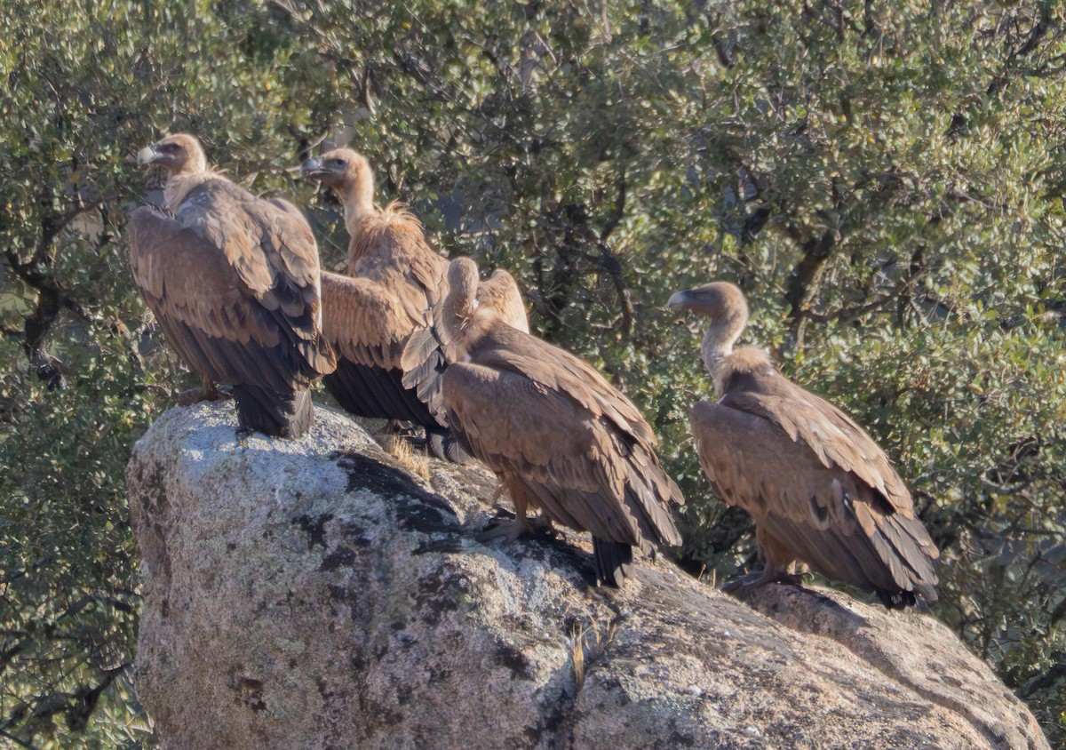 シロエリハゲワシ - ML647671685