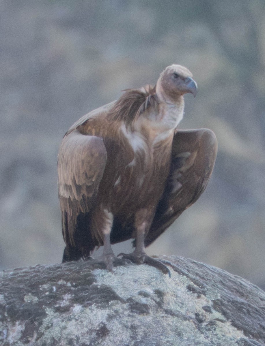 シロエリハゲワシ - ML647671686