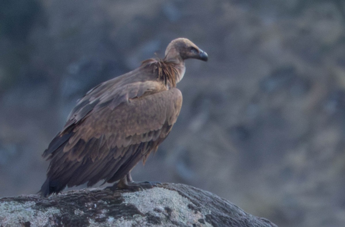 シロエリハゲワシ - ML647671687