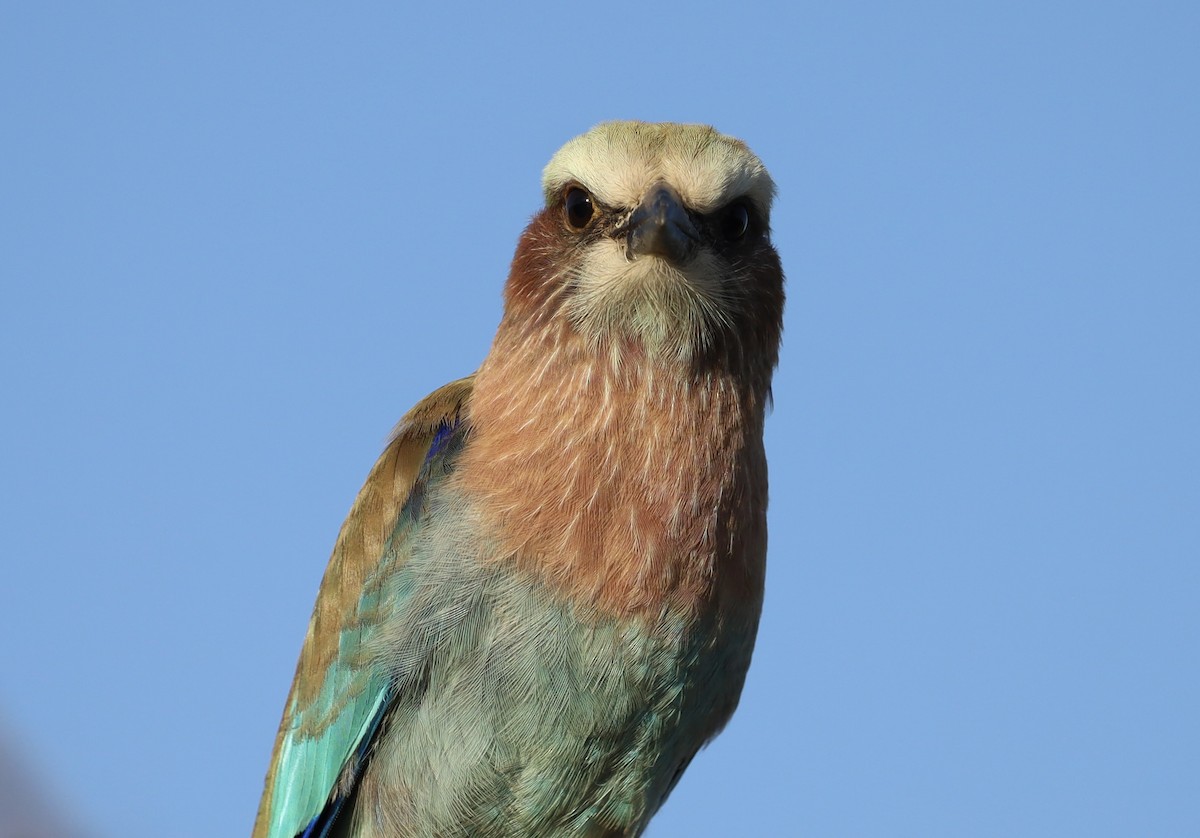 ライラックニシブッポウソウ - ML647671688