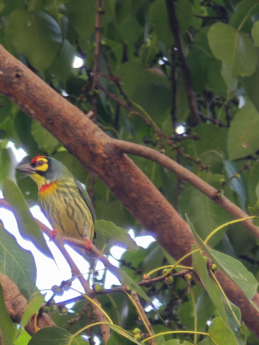 ムネアカゴシキドリ - ML647671690