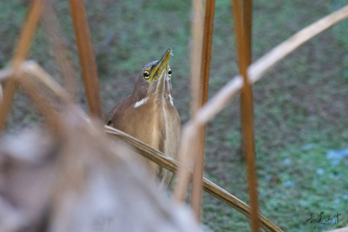 リュウキュウヨシゴイ - ML647671691