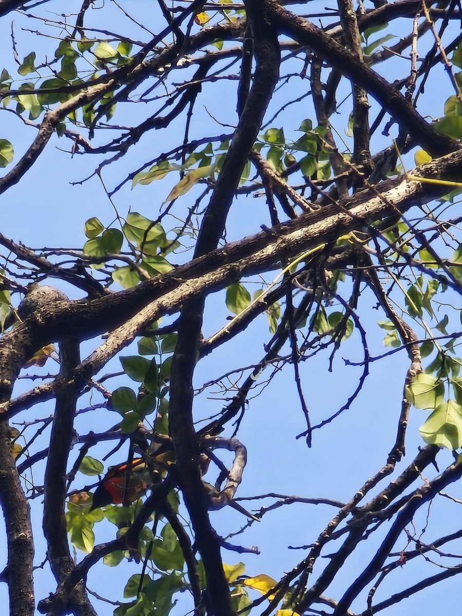 コサンショウクイ - ML647671696