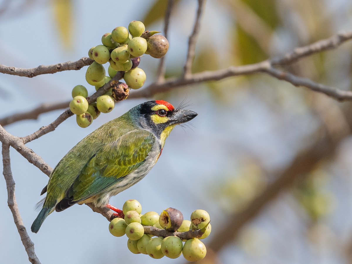 ムネアカゴシキドリ - ML647671697