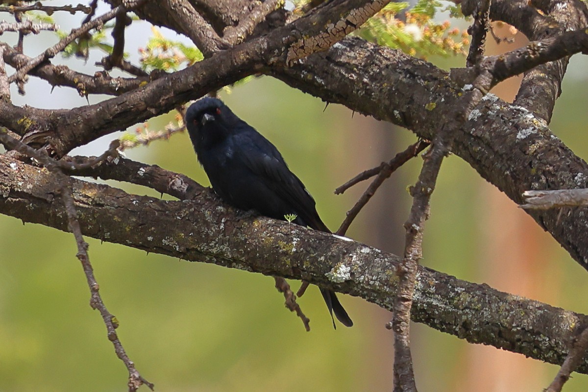 クロオウチュウ - ML647671698