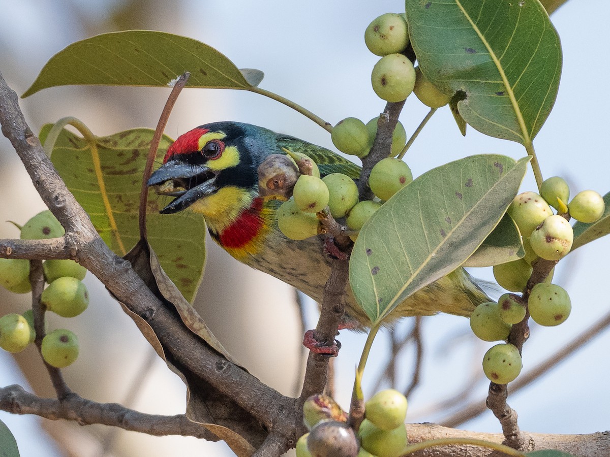 ムネアカゴシキドリ - ML647671700