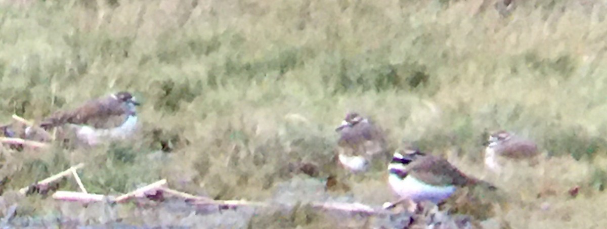 フタオビチドリ - ML647671704