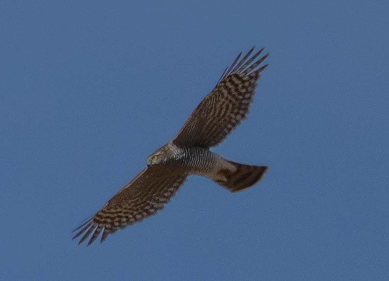 オオタカ - ML647671705