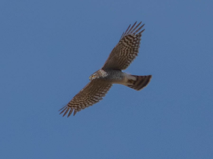 オオタカ - ML647671706