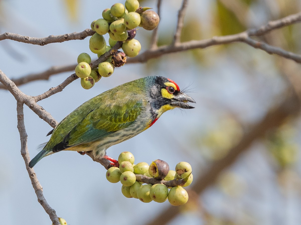 ムネアカゴシキドリ - ML647671708