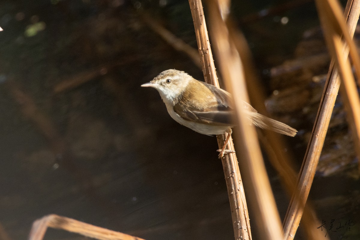 イナダヨシキリ - ML647671709