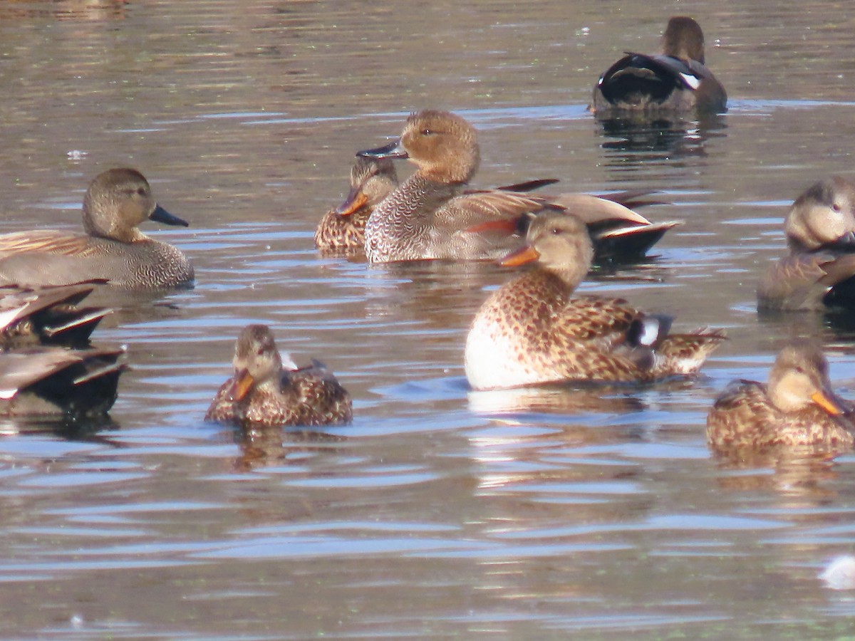 オカヨシガモ - ML647671710