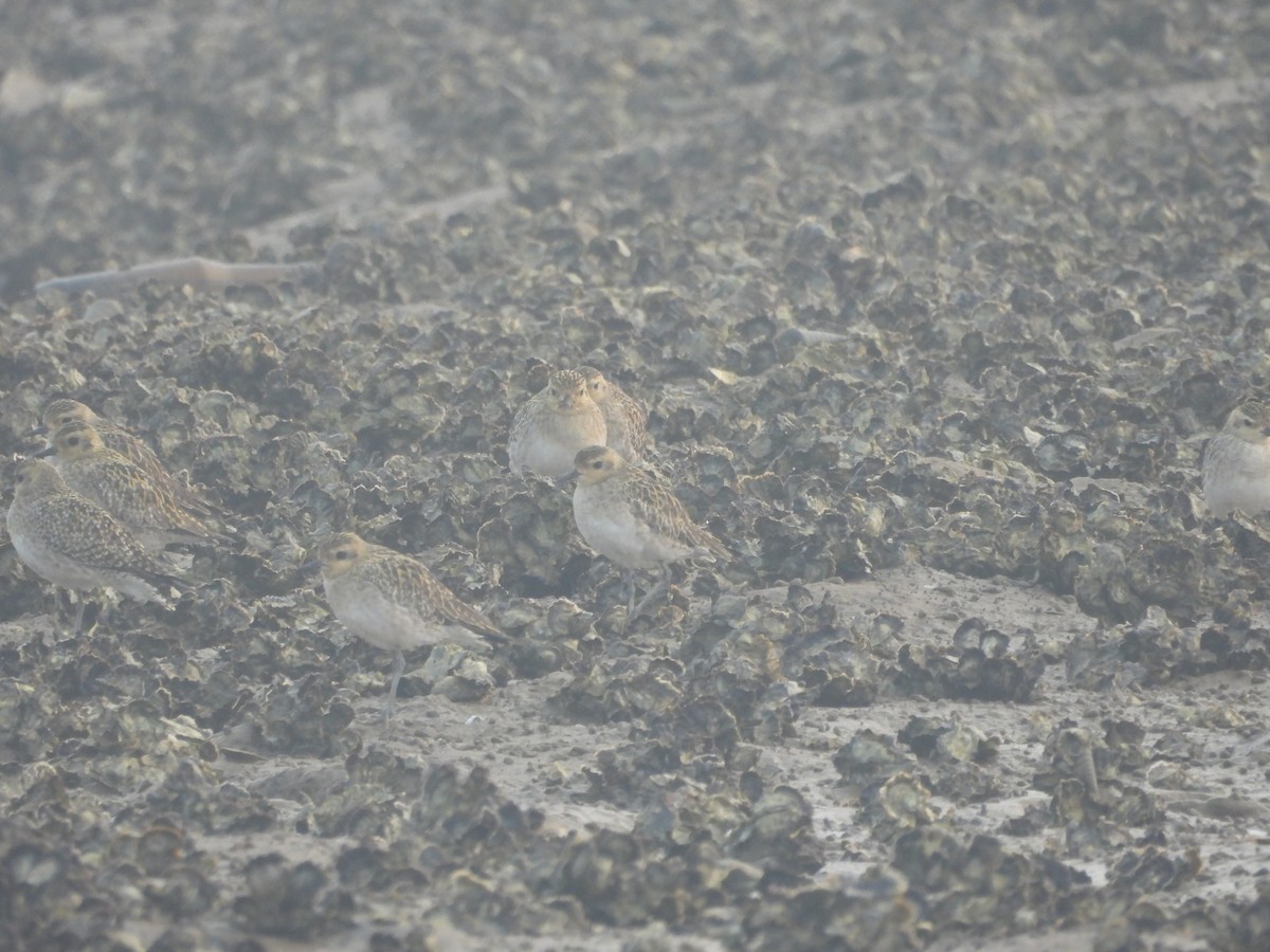 ムナグロ - ML647671711