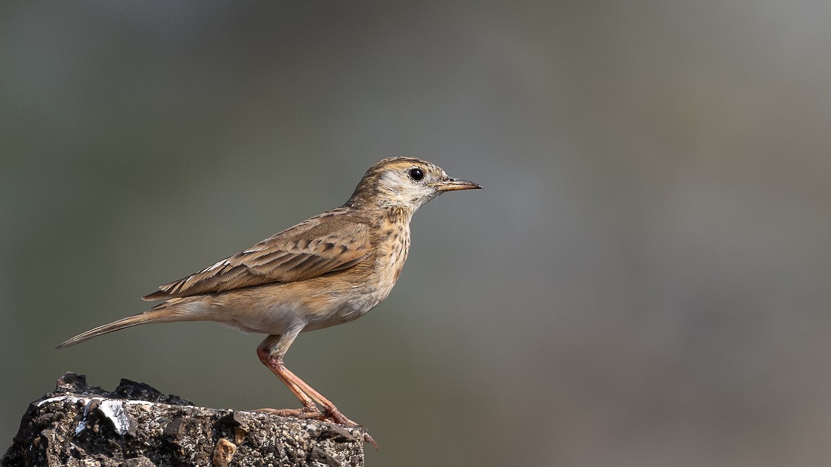 ヒメマミジロタヒバリ - ML647671712