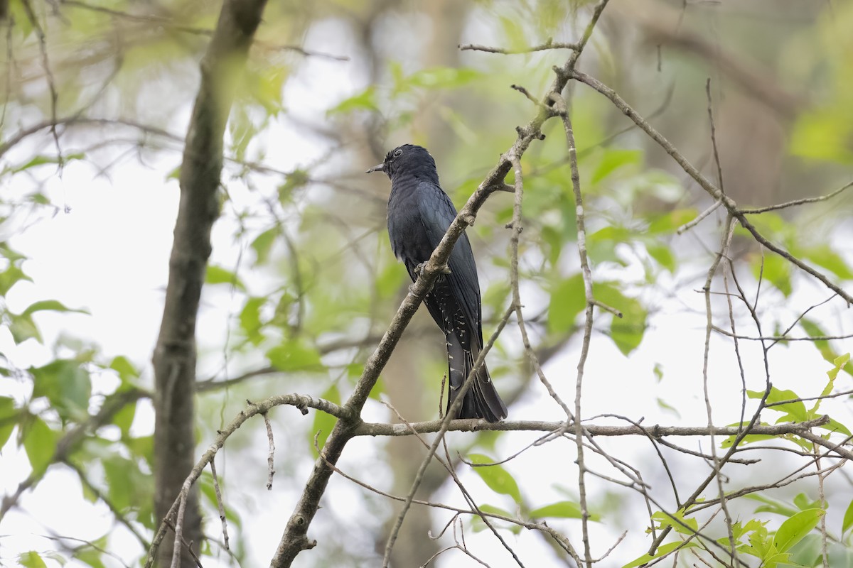 Square-tailed Drongo-Cuckoo - ML647671714