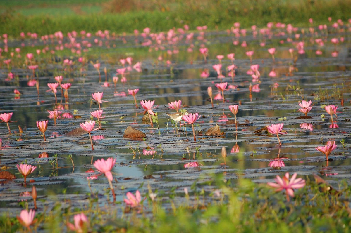 fasanbladhøne - ML647671720