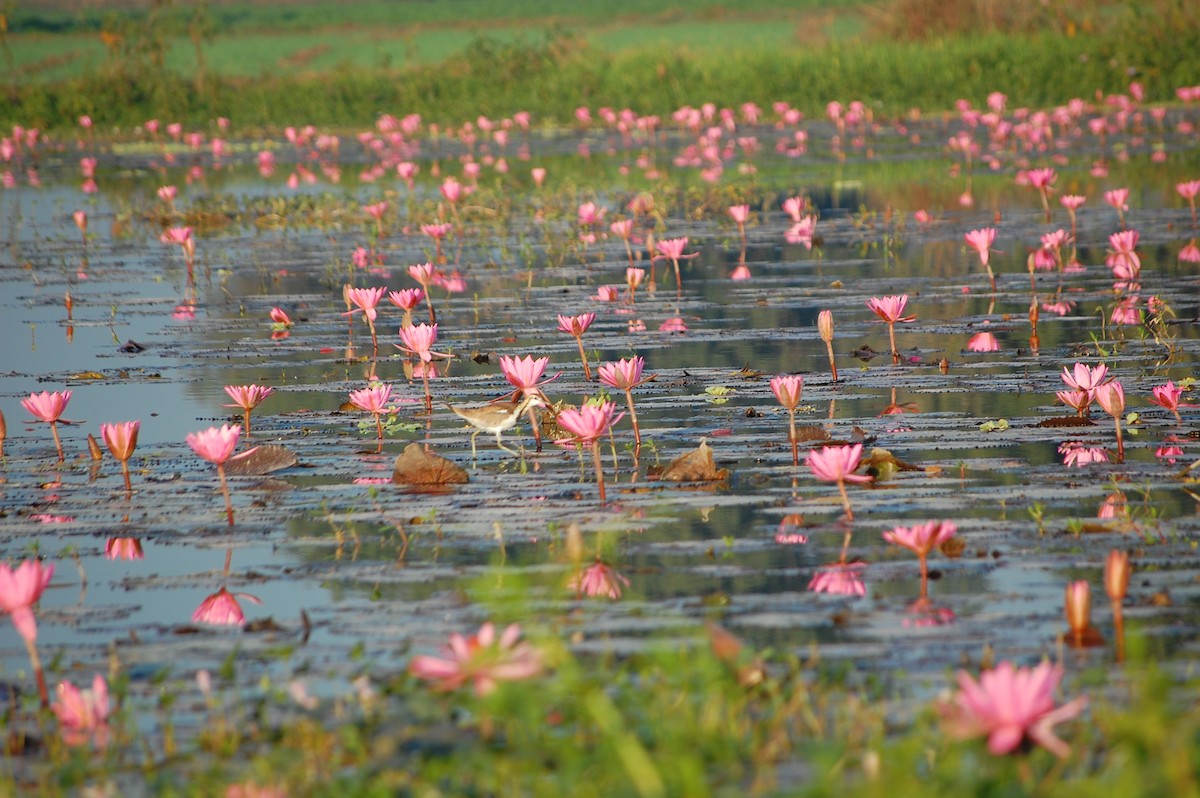 fasanbladhøne - ML647671721