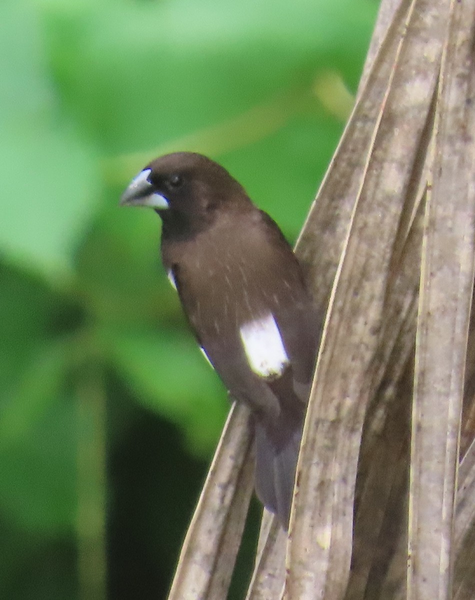 Beyaz Belli Munya - ML647671724