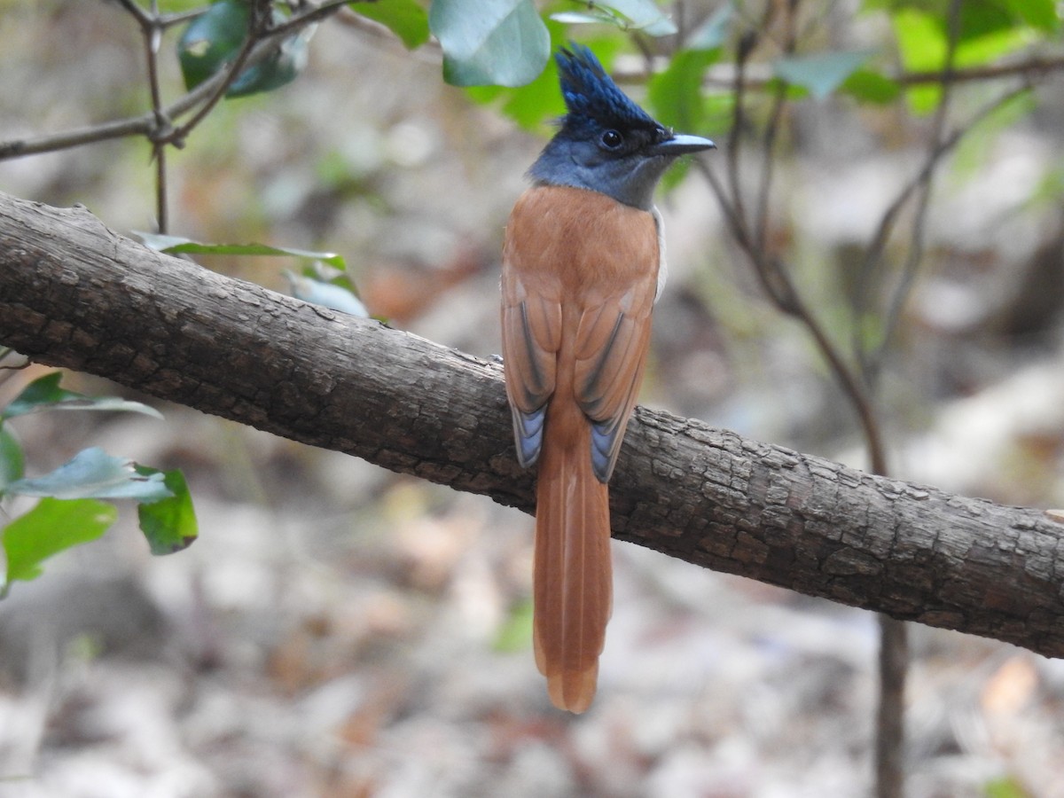 Tchitrec de paradis - ML647671733