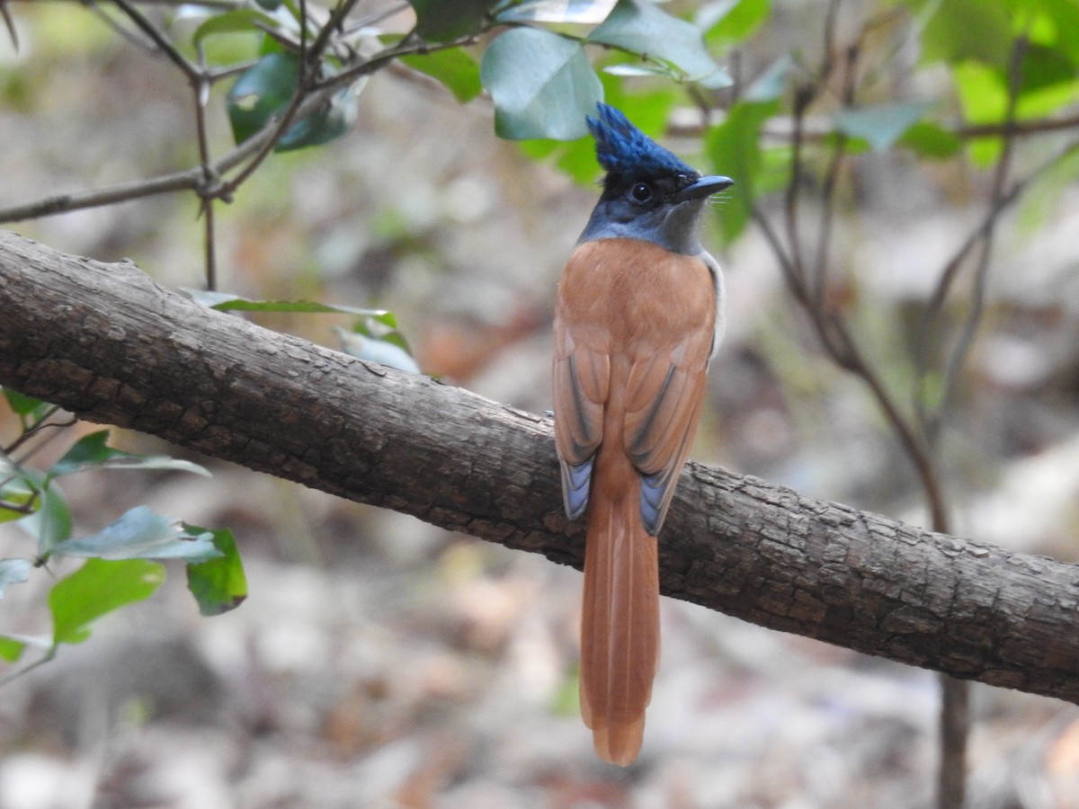 Tchitrec de paradis - ML647671734