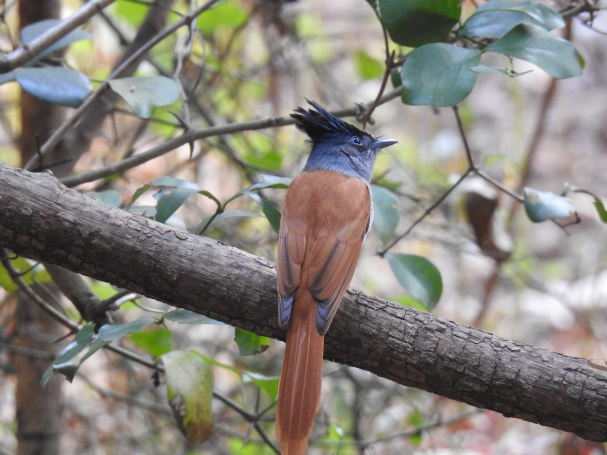 Tchitrec de paradis - ML647671735