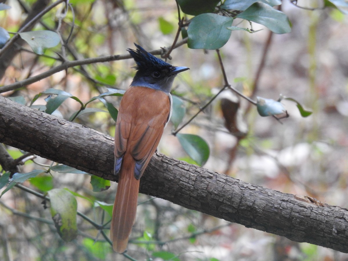 Tchitrec de paradis - ML647671736