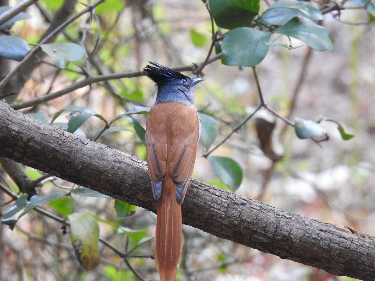 Tchitrec de paradis - ML647671737