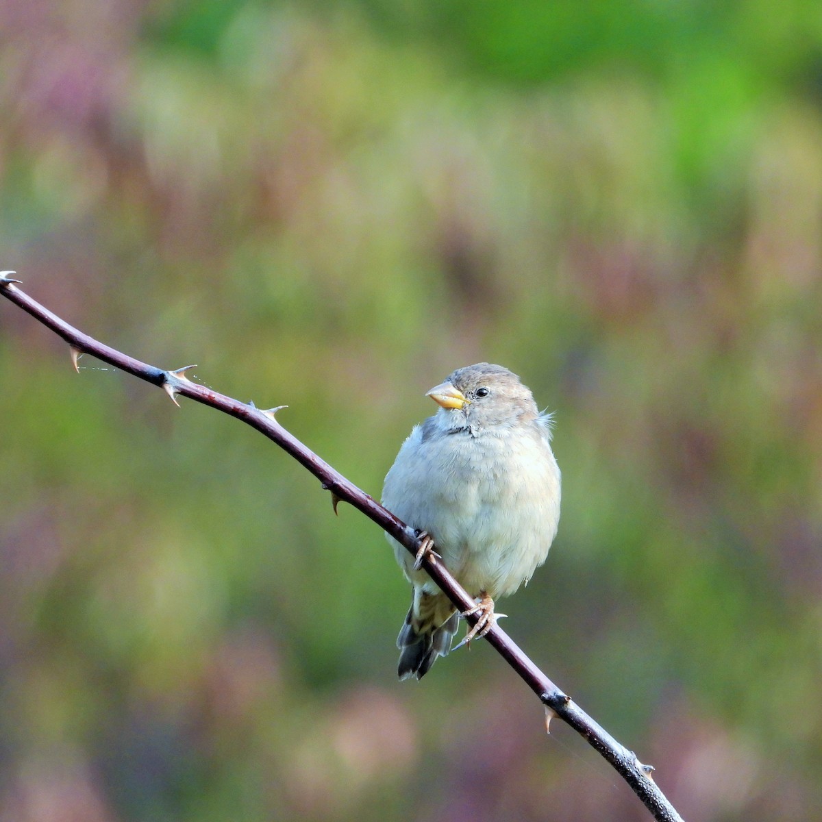 Gorrión Común - ML647671753